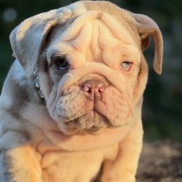Ms Sky - Lilac tri-color female Bulldog puppy in Rockledge, Florida from BV Bulldogs
