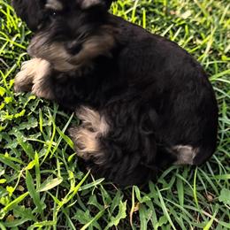 Winston - Black and silver male Miniature Schnauzer puppy in Dayton, Texas from Felicia Hensel