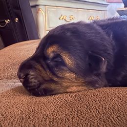 Boy 3 - Black and red male German Shepherd puppy in Carbondale, Kansas from Cunningham German Shepherds, LLC