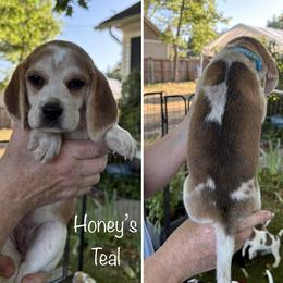 PENDING - Honeys Teal - Red black and white female Beagle puppy in Brownsville, Oregon from Beagles on the Run