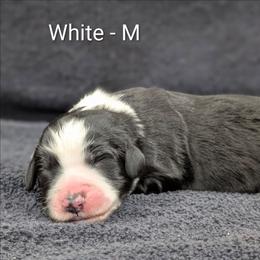 White - Black and white male Sheepadoodle puppy in Seaman, Ohio from Ohio Valley Sheepadoodles