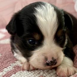 Miniature Australian Shepherd and Toy Australian Shepherd Puppies from Tonia Johnson's Toy and Miniature Australian Shepherds