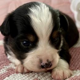 Miniature Australian Shepherd and Toy Australian Shepherd Puppies from Tonia Johnson's Toy and Miniature Australian Shepherds