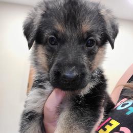 Pink - Black and red female German Shepherd puppy in Coatesville, Pennsylvania from Jessica's German Shepherds