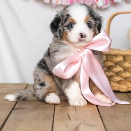 Voyage - Blue merle female Bernedoodle puppy in St Joe, Indiana from Pawsh Bernedoodles