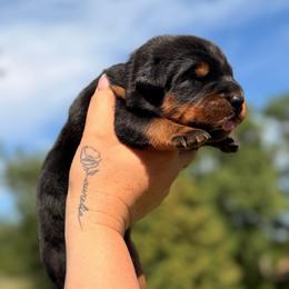 Beatrice Von Zirbes Hundehutte - Black and tan female Beauceron puppy in Excelsior, Minnesota from Von Zirbes Hundehutte
