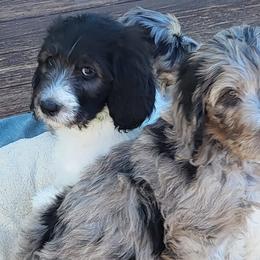 Bernedoodles from Daisey-Duke