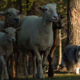 Shetland Sheepdog All Grown Up from Promise Shelties