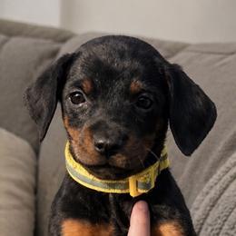 Tweety - Black and rust female Doberman Pinscher puppy in Wellington, Ohio from Jessie (TDD, llc)