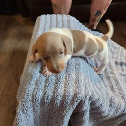 Dusty - Piebald male Dachshund puppy in Sacramento, California from Cathy's Dachshunds