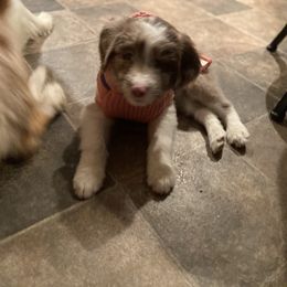 Aussiedoodle Puppies from Drew’s Aussies & Doodles