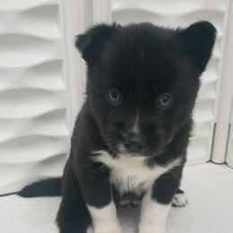 Pomeranian and Pomsky Puppies from Illinois Pomsky and Pomeranian