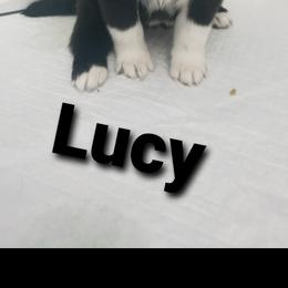 Pomeranian and Pomsky Puppies from Illinois Pomsky and Pomeranian