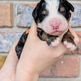 Reece's - Tri-color female Bernedoodle puppy in Beaumont, Texas from Joy's Dood Ranch