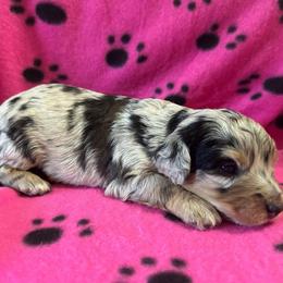 Pepper - Blue merle female Aussiedoodle puppy in Nottingham, Pennsylvania from Nottingham Aussiedoodles