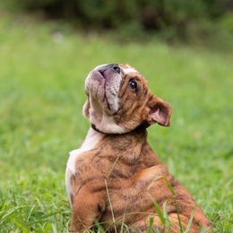 Bulldog Puppies from Brandywine Bulldogs