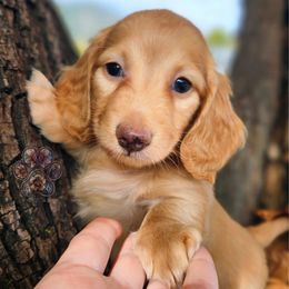 Pumpkin - Cream male Dachshund puppy in Grants Pass, Oregon from Treasure Dachshunds