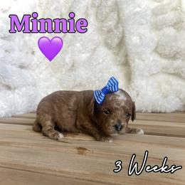 Minnie - Red female Cavapoo puppy in Runaway Bay, Texas from Green Ranch Doodles