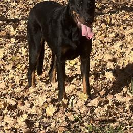 Brandy - Beauceron