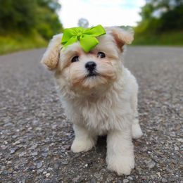 Companion Cross, Havanese, Mal-Shi, Maltese, Maltipoo, Morkie, and Shih Tzu Puppies from Seeking Shalom Acres Maltese, Maltipoos & Havamalts