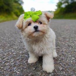 Companion Cross, Havanese, Mal-Shi, Maltese, Maltipoo, Morkie, and Shih Tzu Puppies from Seeking Shalom Acres Maltese, Maltipoos & Havamalts