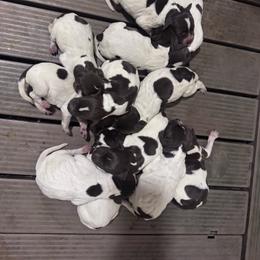 Male 4 - Brown and gray male Wirehaired Pointing Griffon puppy in Preston, Idaho from Glendale Griffons