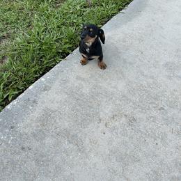 Dachshund Puppies from Tara Dunnam