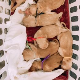Golden Retriever Puppies from Fort Worth Goldens