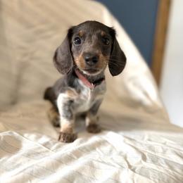 Pink - Blue and tan female Dachshund puppy in Trinity, Texas from CBR Mini Dachshunds