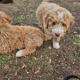 Ember - Yellow and white female Bernedoodle puppy in Pismo Beach, California from Beach Bernedoodles