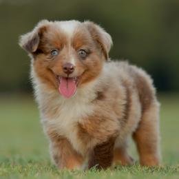 Sinon - Red merle male Toy Australian Shepherd puppy in Hartman, Arkansas from Southern Edition Aussies