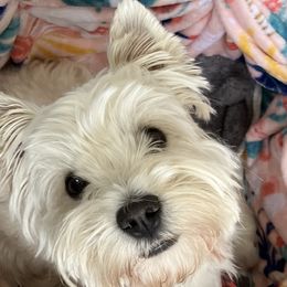 West Highland White Terriers from Northshore Chicago Westies