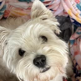 West Highland White Terriers from Northshore Chicago Westies