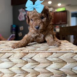 Sassy - Red  female Poodle puppy in Tampa, Florida from The Sweet Life of a Toy Poodle
