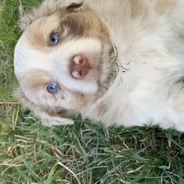 Australian Shepherd Puppies from RMW Ranch Australian Shepherds