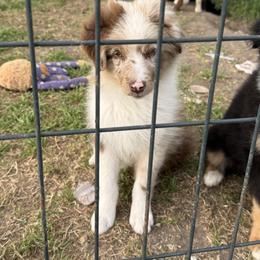 Bronze - Red merle male Miniature Australian Shepherd puppy in Gatesville, Texas from Southern Promise Aussie’s