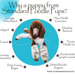 Autumn - Parti female Poodle puppy in Meadowbrook, California from Standard Poodle Pups