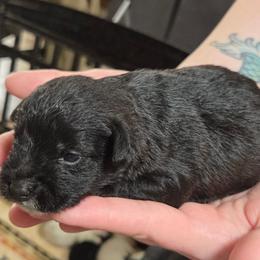 Macaroni - Black male Miniature Schnauzer puppy in Allison, Iowa from Firefly Stables