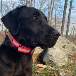 Labrador Retrievers from RNR