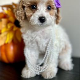 Rosie - Apricot female Poodle puppy in Kentucky from Deerly Poodles