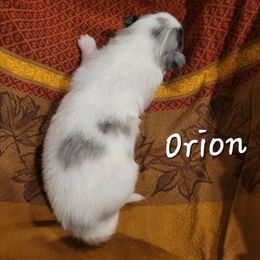 Orion - White merle male Collie puppy in Mattoon, Illinois from Gold Leaf Collies