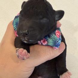 Bedlington Terrier Puppies from Little Starz Bedlington