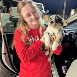 Ruby Sue - Brindle merle and white female American Corgi puppy in Shawnee, Oklahoma from Sunray Ranch