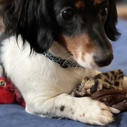 Dachshunds from New Life Miniature Dachshunds