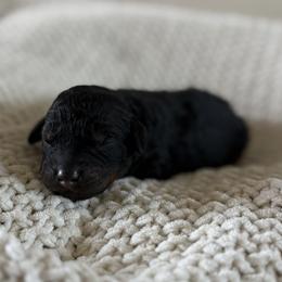Phantom Male - Phantom male Bernedoodle puppy in Modesto, California from Central Valley Canine Companions