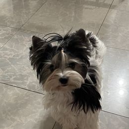 Biewer Terrier and Yorkshire Terrier Puppies from Yorkie Town California