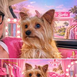 Mali - Yorkshire Terrier