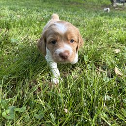Brittany and Lowchen Puppies from Trapezy Dogs - Brittany & Lowchen