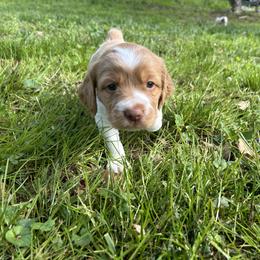 Brittany and Lowchen Puppies from Trapezy Dogs - Brittany & Lowchen