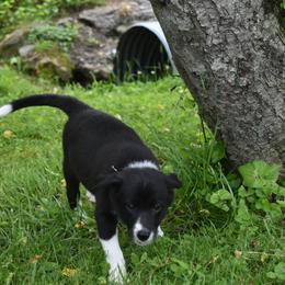 Border Collie Puppies from Porter’s Borders